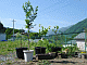 �P�N��